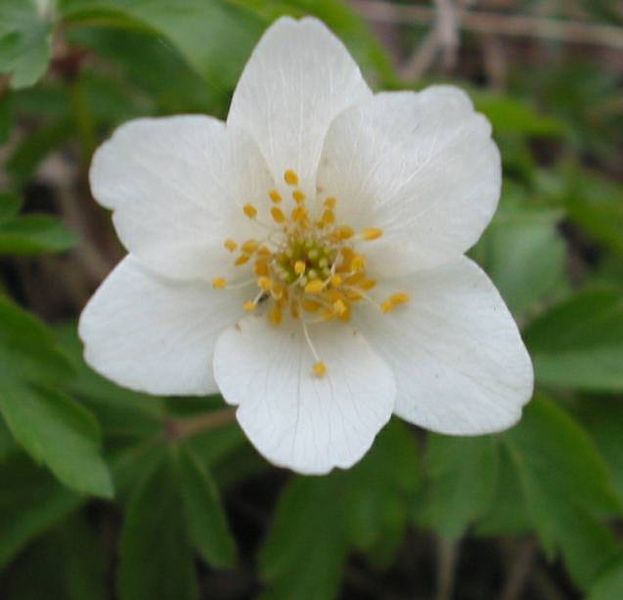 Anemone nemorosa, Buschwindröschen. Blüte in Nahaufnahme