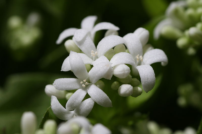 Waldmeister, Galium odoratum. Blüte in der Nahaufnahme