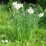 Narcissus poeticus. Wuchs - Blüte und grasartiges Laub