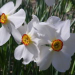 Dichternarzisse. Narcissus poeticus, Sorte Actaea. Blüte in der Nahaufnahme