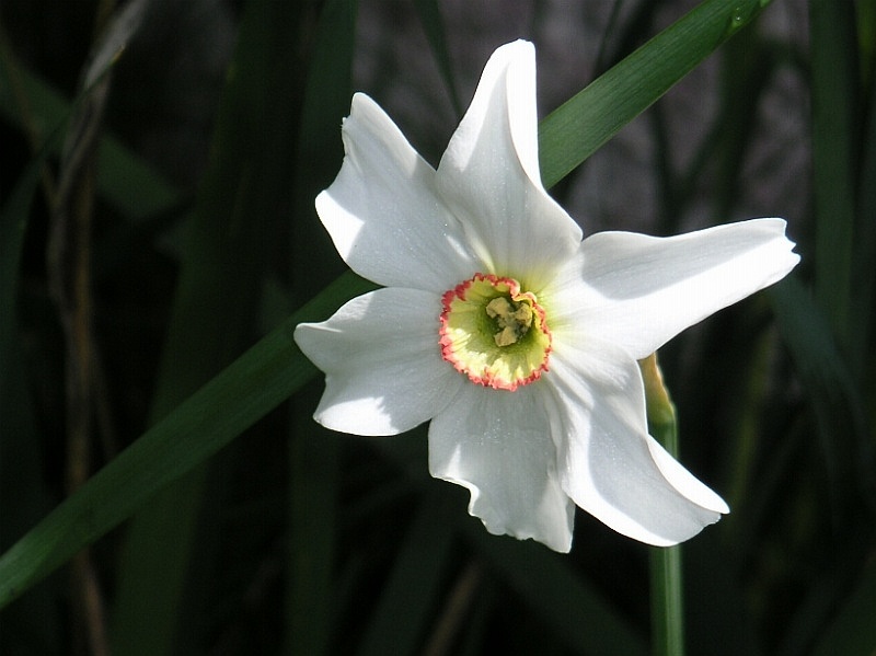 Narcissus poeticus. Blüte in der Nahaufnahme
