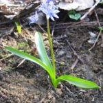 Scilla bifolia - Zweiblättriger Blaustern. Habitus