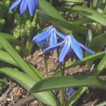 Scilla siberica - Nickender Blaustern. Habitus