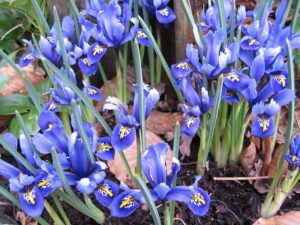 Zwergiris. Blüte und Habitus