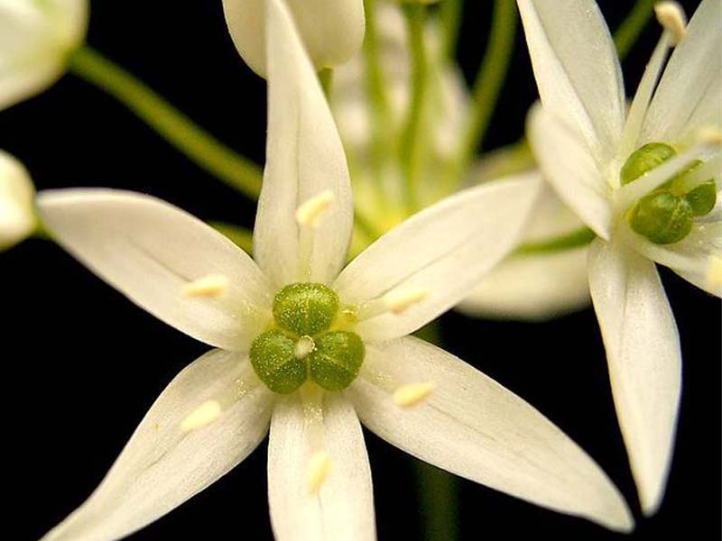 Allium ursinum - Bärlauch, close up Blüte