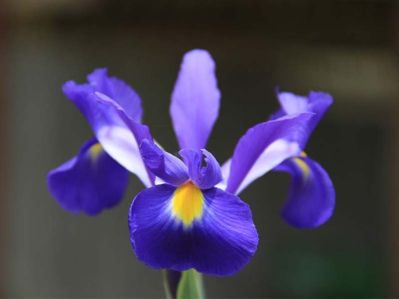 Iris x hollandica – Holländische Iris