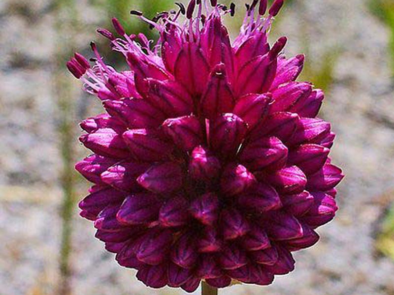 Allium sphaerocephalon, Kugelköpfiger Lauch, Blüte violett in Nahaufnahme