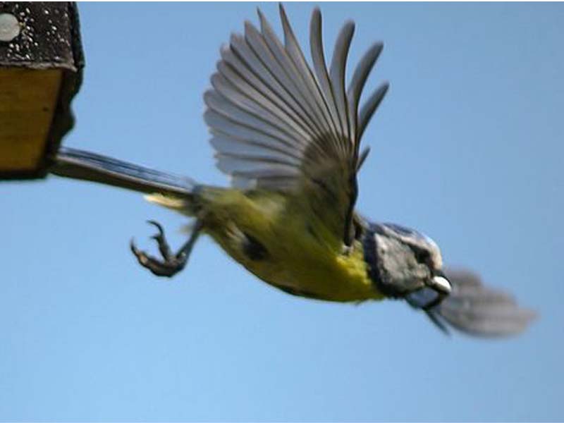 Alle Vögel sind schon da…