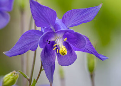 Akelei Blüte blauviolett