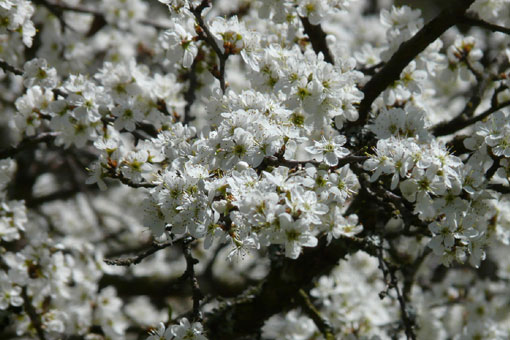 Prunus spinosa - Schlehe Blüte