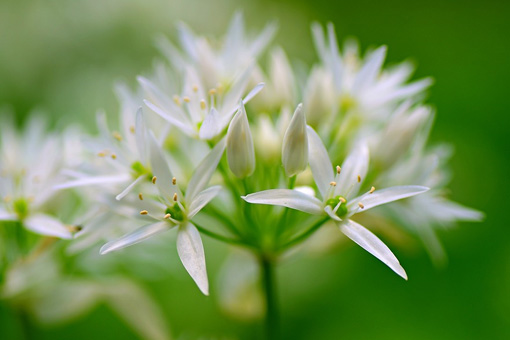 Allium ursinum - Bärlauch Blüte