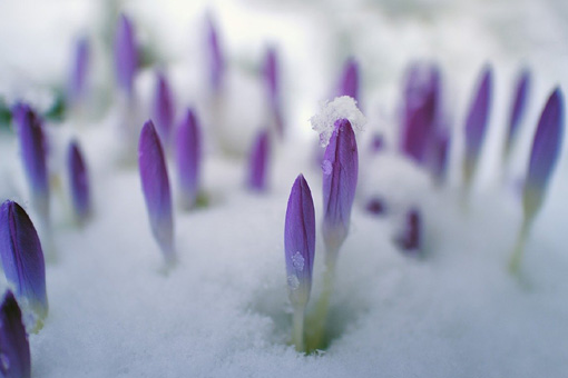 Crocus tommasinianus - Elfenkrokus Blütenknospen im Schnee