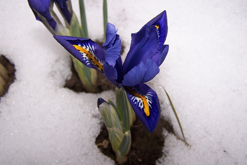 Iris reticulata - Zwergiris im Schnee