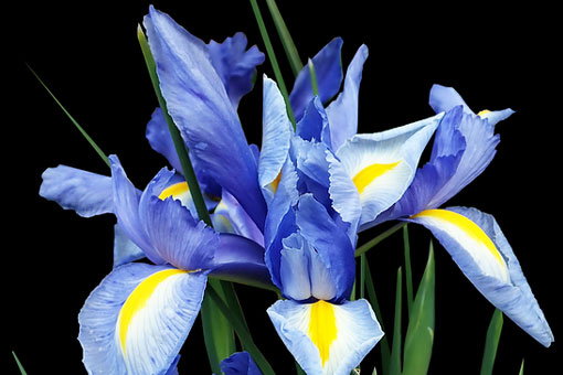 Iris x hollandica - Holländische Iris