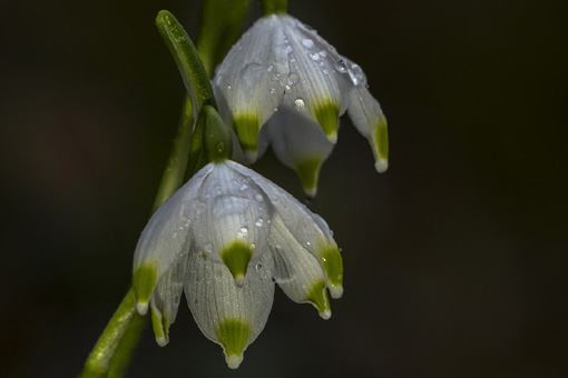 Leucojum vernum - Märzenbecher Nahaufnahme der Blüten