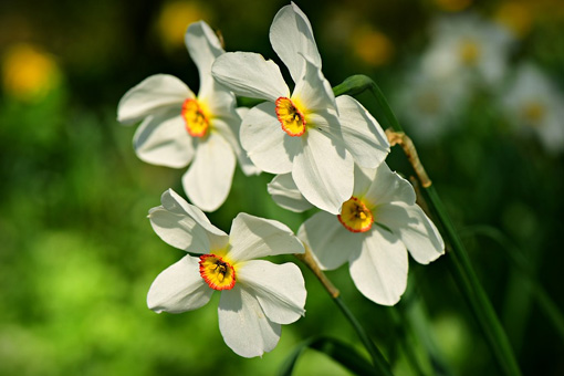 Narcissus poeticus - Dichernarzisse