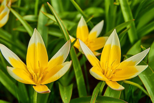 Tulipa tarda - Sterntulpe Blüte
